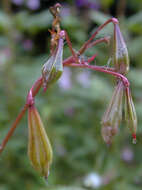 Image of Himalayan balsam