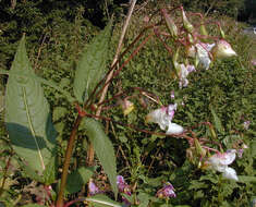 Image of Himalayan balsam