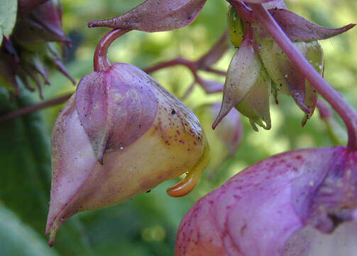 Image of Himalayan balsam