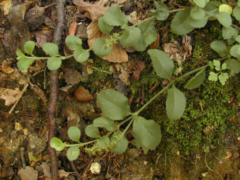 Image of Health Speedwell