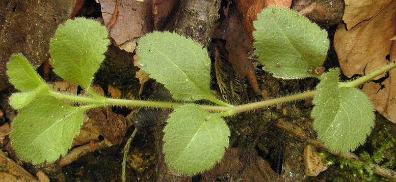 Image of Health Speedwell