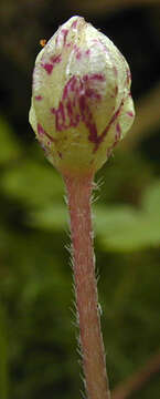 Imagem de Oxalis acetosella L.