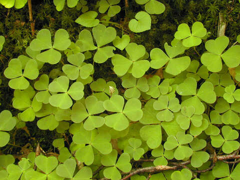 Imagem de Oxalis acetosella L.