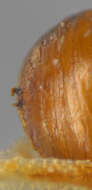 Image of Cerodontha silvatica Groschke 1957