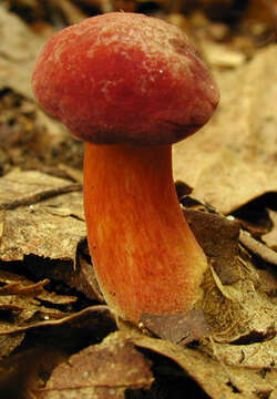 Hortiboletus rubellus (Krombh.) Simonini, Vizzini & Gelardi 2015 resmi