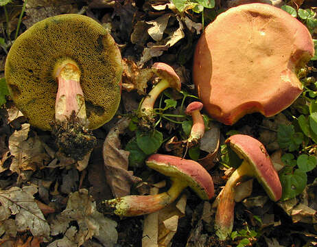 Hortiboletus rubellus (Krombh.) Simonini, Vizzini & Gelardi 2015 resmi