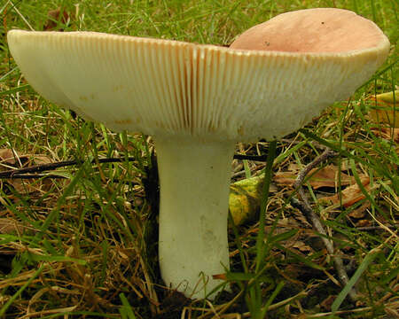 Image of Russula vesca Fr. 1836