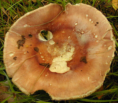 Image of Russula vesca Fr. 1836