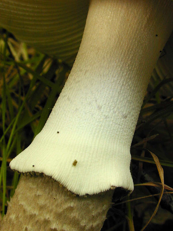 Image of Amanita excelsa (Fr.) Bertill. 1866