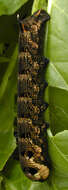 Image of elephant hawk-moth