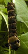 Image of elephant hawk-moth