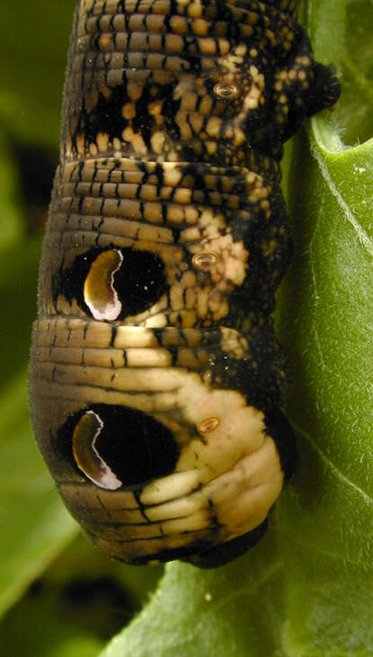 Image of elephant hawk-moth