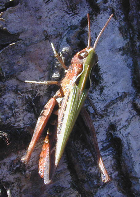 Image of woodland grasshopper