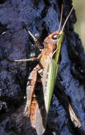 Image of woodland grasshopper