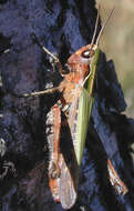 Image of woodland grasshopper