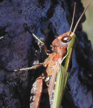 Image of woodland grasshopper