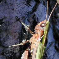 Image of woodland grasshopper