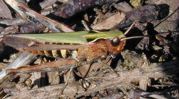 Image of woodland grasshopper