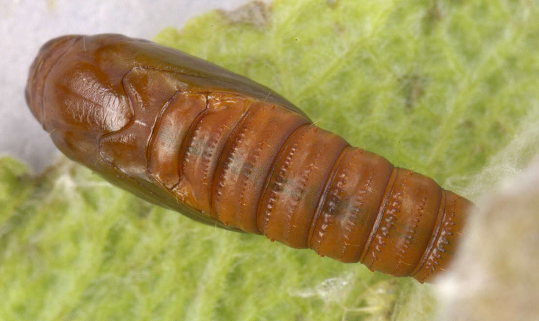 Image of Light brown apple moth