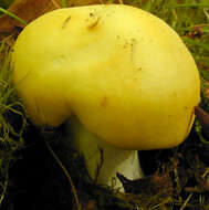 Image of yellow swamp brittlegill