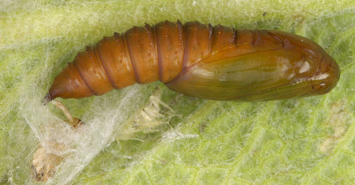 Image of Light brown apple moth