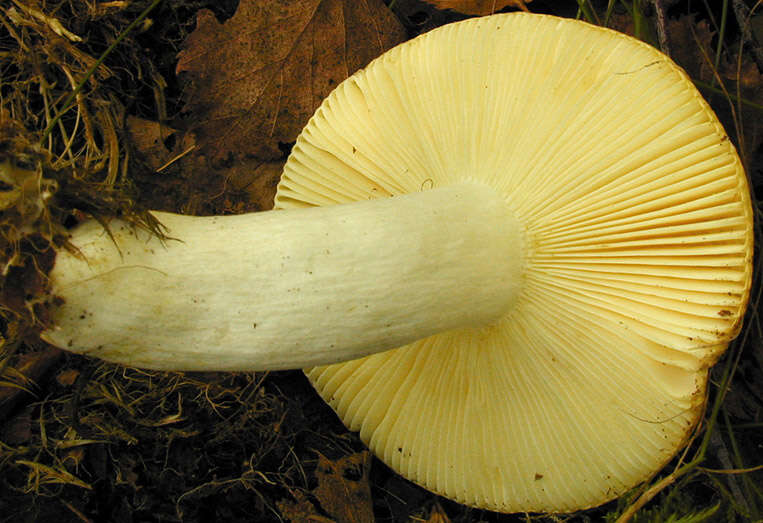 Image of yellow swamp brittlegill