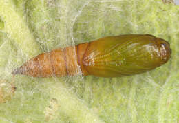 Image of Light brown apple moth