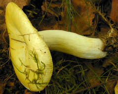 Image of yellow swamp brittlegill