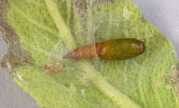 Image of Light brown apple moth