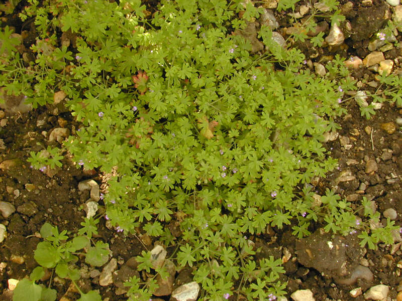 Image of Small-flowered Cranesbill