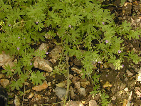 Image of Small-flowered Cranesbill