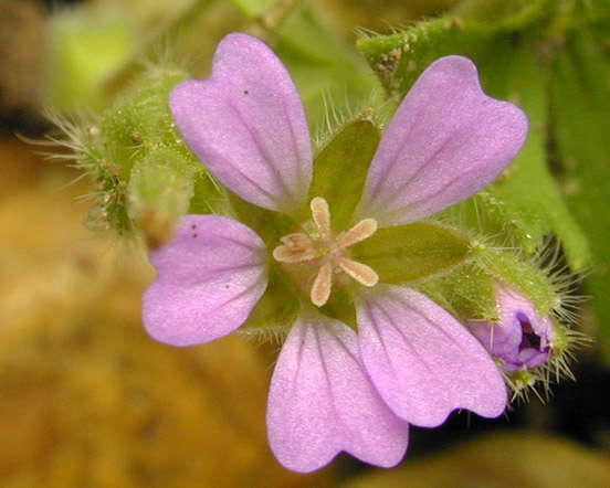 Image of Small-flowered Cranesbill