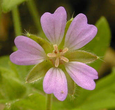 Imagem de Geranium pusillum L.