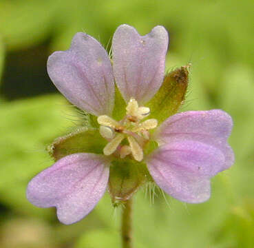 Image of Small-flowered Cranesbill