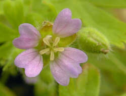 Image of Small-flowered Cranesbill