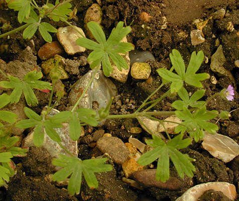 Image of Small-flowered Cranesbill