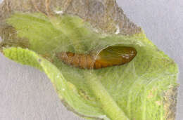 Image of Light brown apple moth