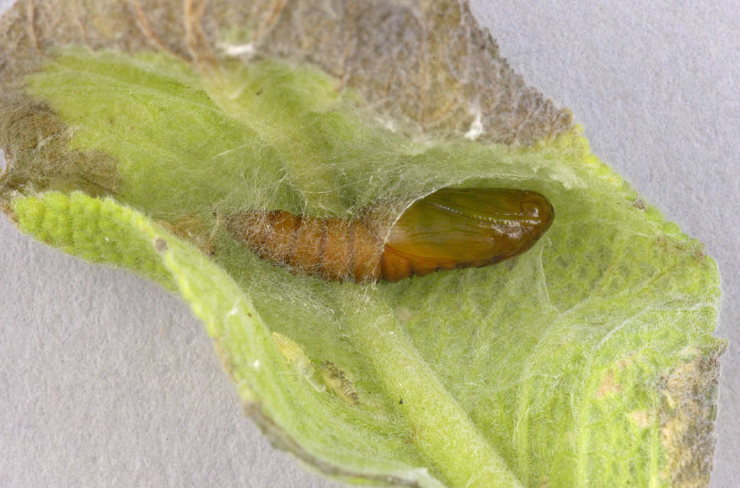 Image of Light brown apple moth