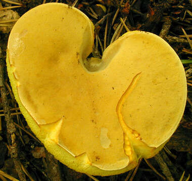 Image of Boletus subtomentosus L. 1753