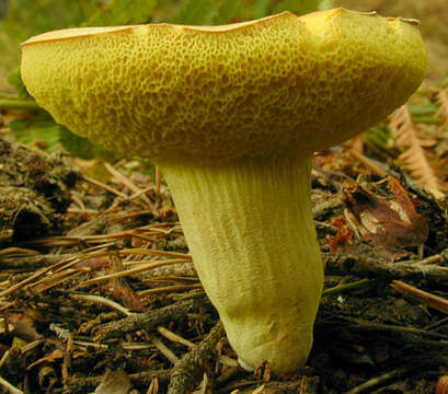 Image of Boletus subtomentosus L. 1753