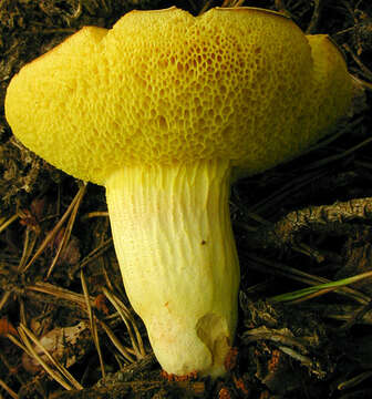 Image of Boletus subtomentosus L. 1753