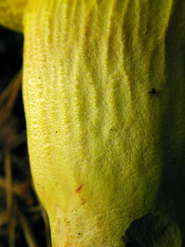 Image of Boletus subtomentosus L. 1753