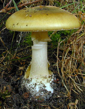 Image of Death cap