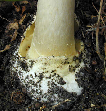 Image of Death cap