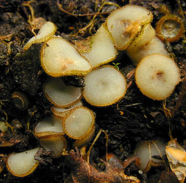 Image of Trichophaea woolhopeia (Cooke & W. Phillips) Boud. 1885