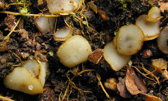 Image of Trichophaea woolhopeia (Cooke & W. Phillips) Boud. 1885