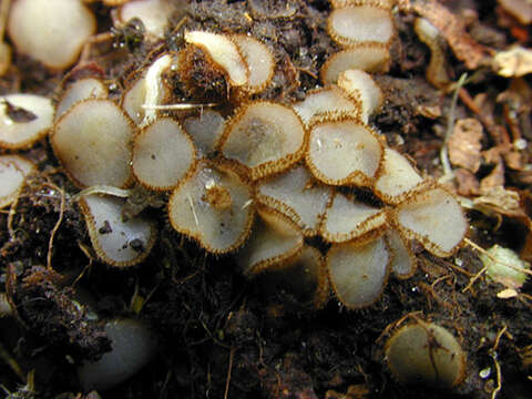 Image of Trichophaea woolhopeia (Cooke & W. Phillips) Boud. 1885