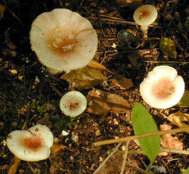 Image of Russula betularum Hora 1960