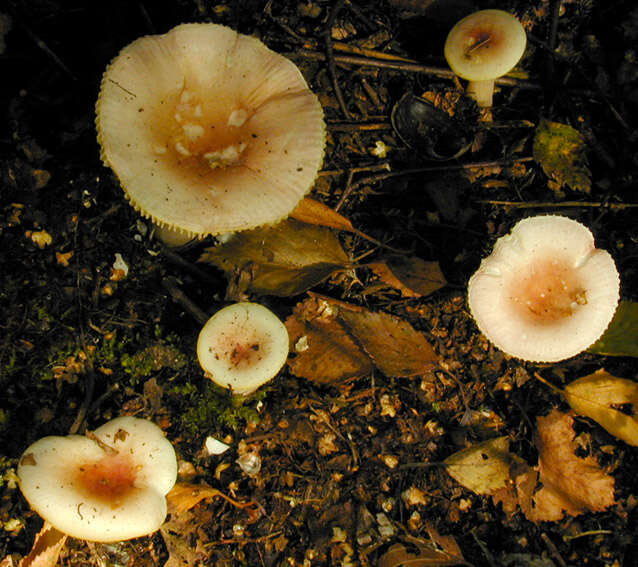 Image of Russula betularum Hora 1960