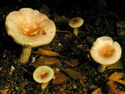 Image of Russula betularum Hora 1960